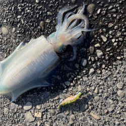 ありがとくしま