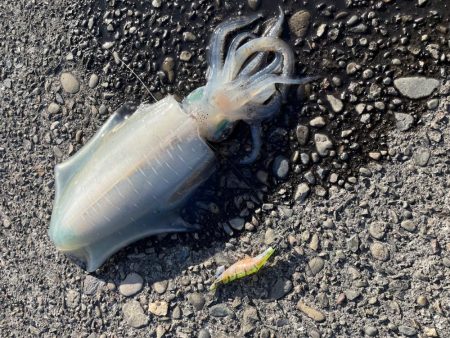 ありがとくしま