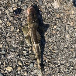 ゴールデンウィーク以来の釣り