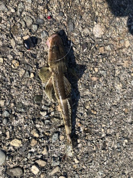 ゴールデンウィーク以来の釣り