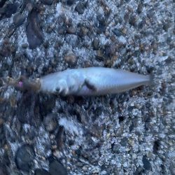 キス釣り5