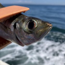 三邦丸さんでアジ釣り