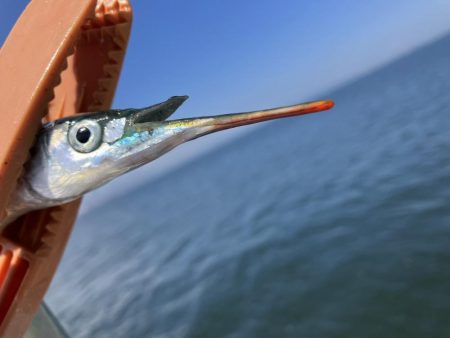 サバサバサバサバサヨリ