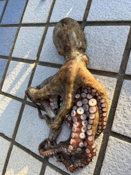 640gとリリースサイズ