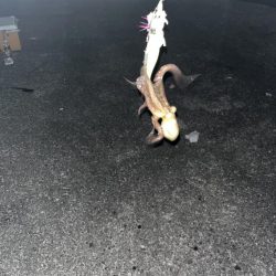 数もサイズも上がらない