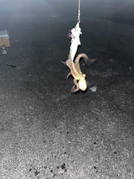 数もサイズも上がらない