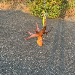 まあまあ型揃い