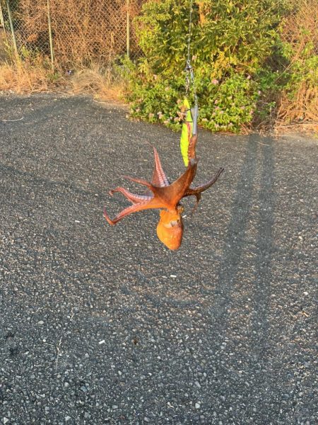 まあまあ型揃い