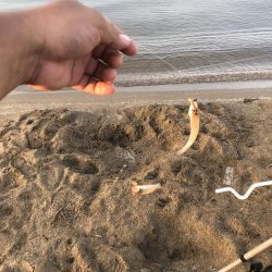 サーフでキス狙い