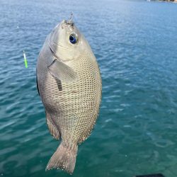 ファミリーフィッシング