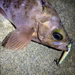 キジハタ調査からのメバル