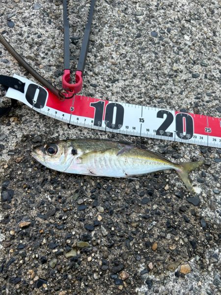 朝マヅメアジング