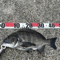 黒鯛落とし込み