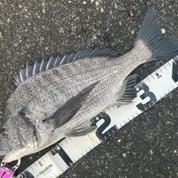 ポッパーでチヌ!