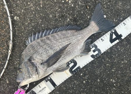 ポッパーでチヌ！