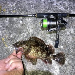 ガシラに癒されたくて…