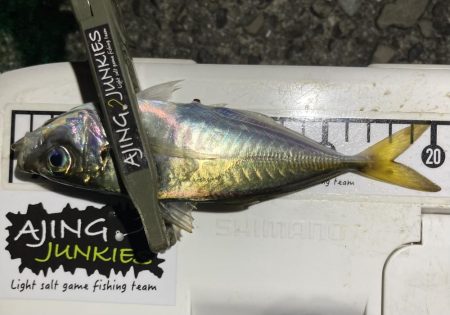 Newロッド鱗付けで、つ抜け！