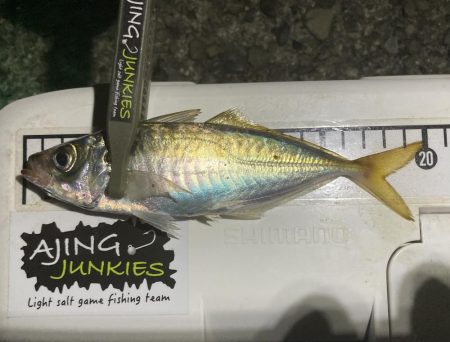 最終日、サイズアップ成らず！