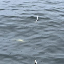 雨の中のサビキ釣り