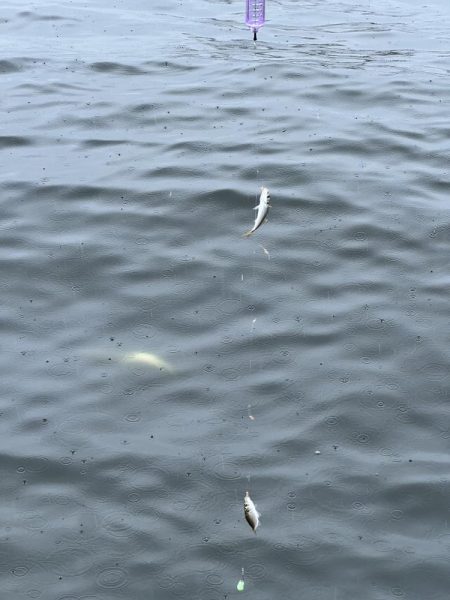 雨の中のサビキ釣り