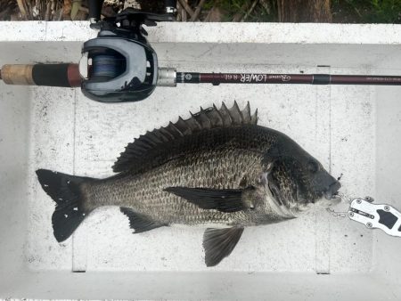 15日，午前の部。