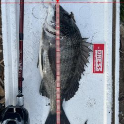 サビキ無双への糸口？