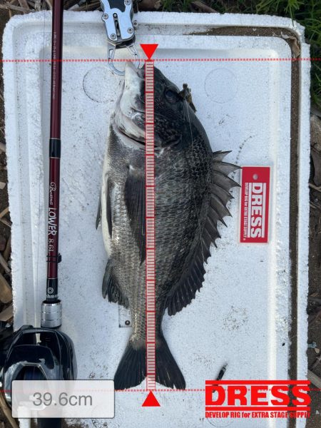 サビキ無双への糸口？