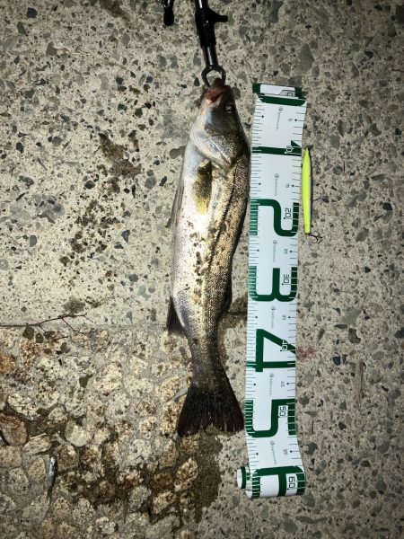 夏シーバスは元気なエラあらい