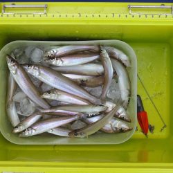 猛暑のキス釣り　ミニチャリコに苦戦