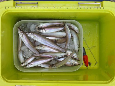 猛暑のキス釣り　ミニチャリコに苦戦