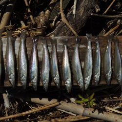 キス釣り 猛暑で渋い