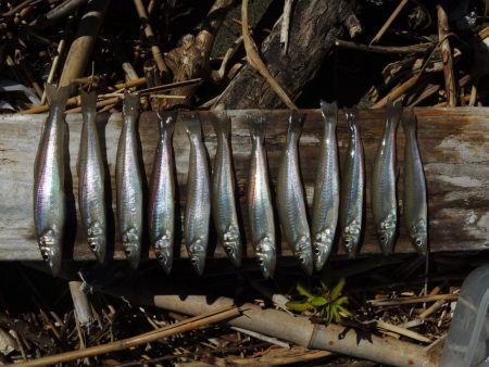 キス釣り　猛暑で渋い