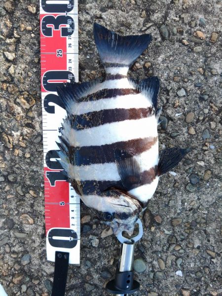 サンバソウいました