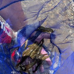 和歌山有田川でテナガエビ