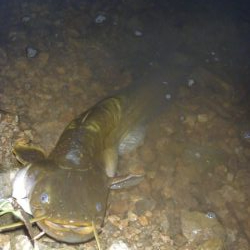 七月のなまずその２