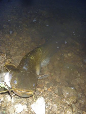 七月のなまずその２