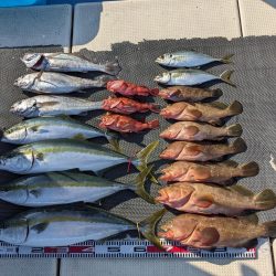 アコウいっぱい