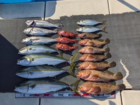 アコウいっぱい