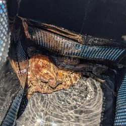 灼熱のタコ釣り