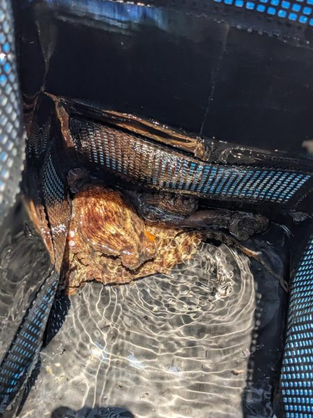 灼熱のタコ釣り