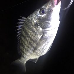 【チヌ】フリリグでチニング