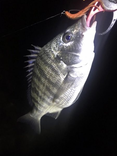 【チヌ】フリリグでチニング