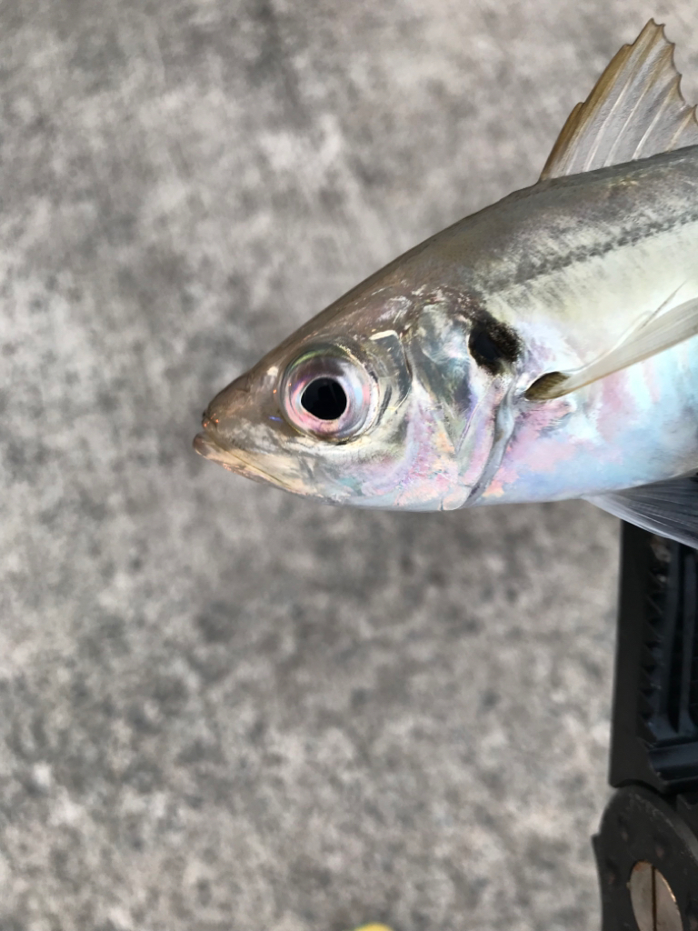 地元有志のアジング大会にて…