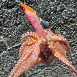 猛暑のタコ釣り