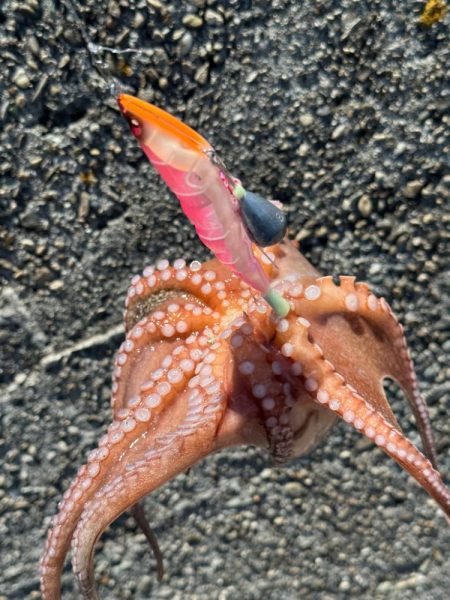 猛暑のタコ釣り