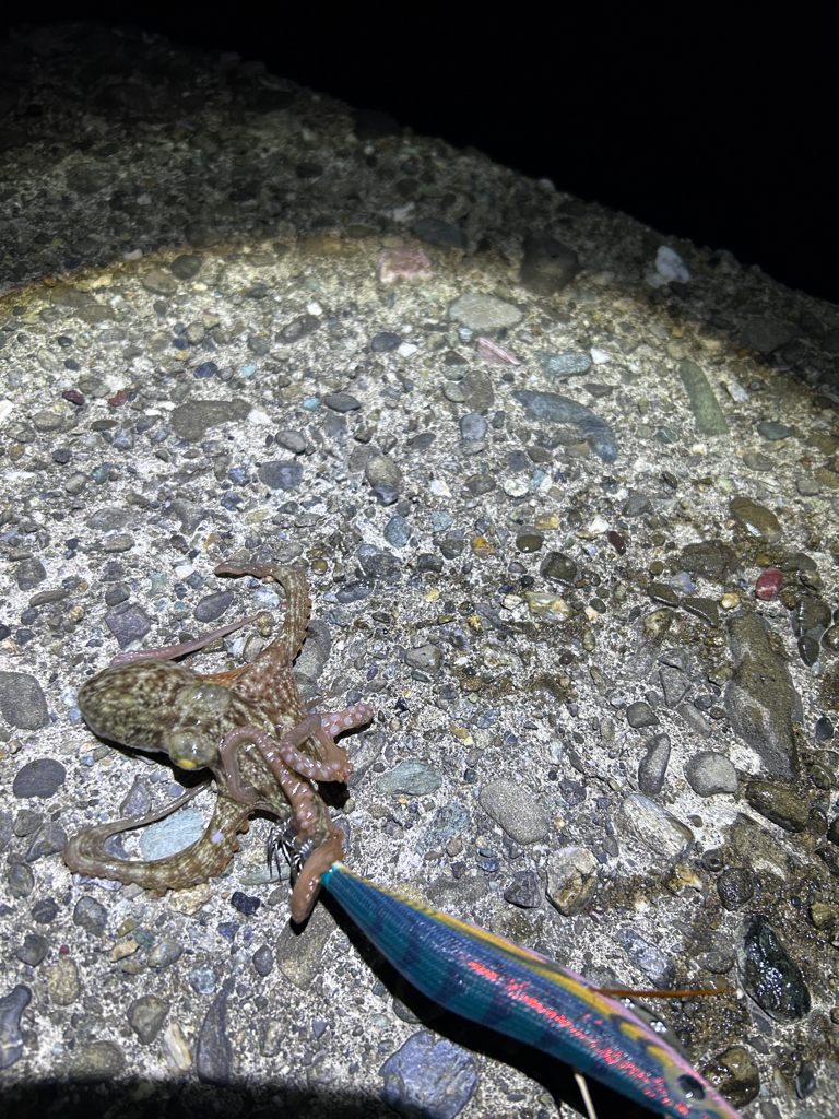 4魚種狙うも、、、