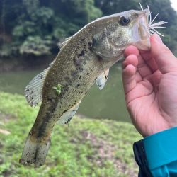 アジですか⁇笑