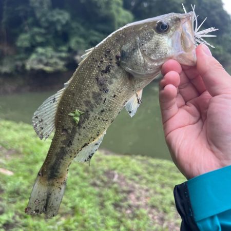 アジですか⁇笑