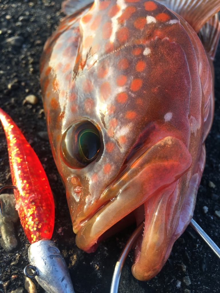 【タコフィネス】 アコウ1＋タコ0