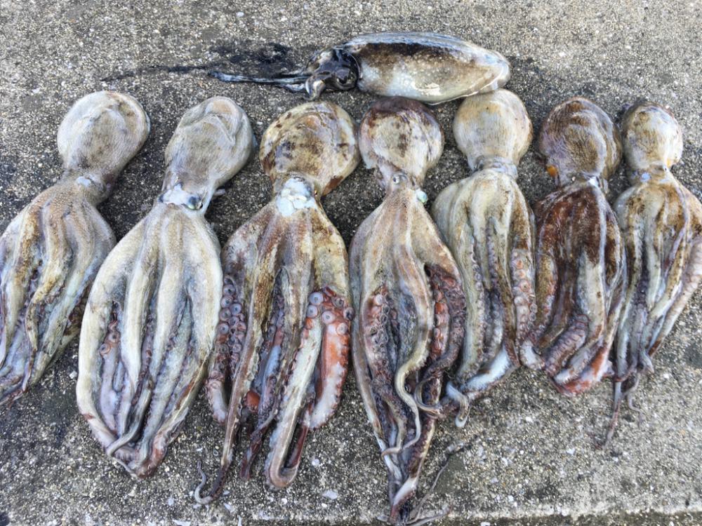 【タコフィネス】 テトラで計3600g＋コウイカ